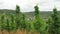 Driving along at vineyards of Moselle river. In background village Beilstein in Rhineland-Palatinate. (Germany)