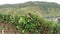 Driving along at vineyards of Moselle river. In background village Beilstein in Rhineland-Palatinate. (Germany)