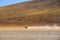Driving the Altiplano of Bolivia