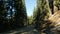 Driving auto in sequoia forest, perspective view from car. Large redwood coniferous trees and roadway near Kings Canyon