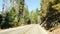 Driving auto in sequoia forest, perspective view from car. Large redwood coniferous trees and roadway near Kings Canyon
