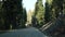 Driving auto in sequoia forest, perspective view from car. Large redwood coniferous trees and roadway near Kings Canyon