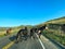 Driving through the badlands hills and mountains with Wild Horses standing in the road in Theodore Roosevelt National Park in