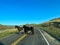 Driving through the badlands hills and mountains with Wild Horses standing in the road in Theodore Roosevelt National Park in