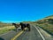 Driving through the badlands hills and mountains with Wild Horses standing in the road in Theodore Roosevelt National Park in