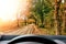 Driving car on road in the autumn forest. Leaf fall.