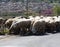 Driving car on roads of Peloponnese, flock of sheeps cross road in Greece