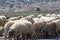 Driving car on roads of Peloponnese, flock of sheeps cross road in Greece