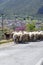 Driving car on roads of Peloponnese, flock of sheeps cross road in Greece