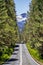 Driving through a dense coniferous trees forest in Yosemite National Park; snow capped mountains visible in the background; Sierra