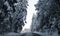 Driving on an empty concrete road street in the forest nature next to evergreen trees covered in snow during cold cozy winter
