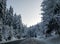 Driving on an empty concrete road street in the forest nature next to evergreen trees covered in snow during cold cozy winter