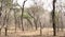 Driving through Forest road in Ranthambhore Park