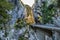 Driving through Foz de Arbayun canyon of Salazar River in the Pyrenees in Spain