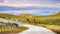 Driving on the hills of south San Francisco bay area; cattle herd grazing on the green meadows; San Jose, California