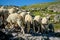 Driving a huge flock of rams and sheep in Dagestan