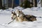 Driving husky dogs in the snow.