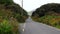 Driving narrow R559 road between flowers in Ireland