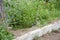 Driving off the country road. Rural countryside scene on summer day. Rural roadside in summer. Bird in green grass and wild