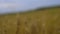 Driving out of focus on ripe wheat. Grain field, care of the harvest, ears of wheat