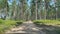 Driving through a pine forest in the swedish nature reserve hÃ¶kensas