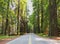 Driving Roadtrip through Lush, Green Redwood Forest