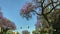 Driving on Street Under Purple Jacaranda Trees and Clear Blue Sky