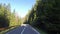 Driving to a evergreen forest