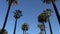 Driving under palm trees in Beverly Hills, California. Camera looks up and moves slowly. Tall California palm trees