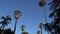 Driving under palm trees in Beverly Hills, California. Camera looks up and moves slowly. Tall California palm trees