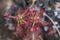 Drocera anglica flower close up.
