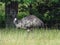 Dromaius novaehollandiae, named also emu, large flightless bird from Australia