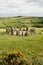 Drombeg Stone Circle, Ireland