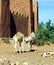 Dromedaries in Air Benhaddou, Morocco, Africa