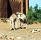 Dromedaries in Ait Benhaddou, Morocco, Africa