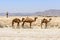 Dromedaries on the beach, Taqah (Oman)