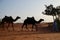 Dromedaries and camel driver. Erg Chebbi, Sahara, Morocco