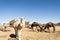 Dromedaries in the desert