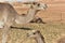 Dromedaries in the Desert