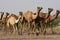 Dromedaries in India