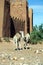 Dromedaries in love in Morocco, Africa