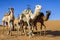 Dromedaries in Morocco desert