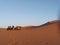 Dromedaries resting at the desert of Morocco.