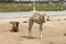 Dromedaries resting on the road