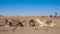 Dromedaries resting in the Sahara