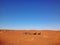 Dromedaries resting in the Sahara desert in Morocco