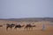 Dromedaries in a row in the desert of the ERG Morocco