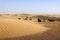 Dromedaries among sand dunes, Morocco.