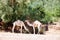 Dromedaries in the shadow in Morocco, Africa