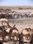 Dromedaries in Sudan, Africa